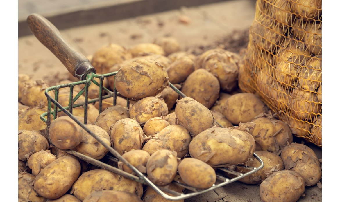 Od czego zależy wydajność pracy kombajnu do ziemniaków?
